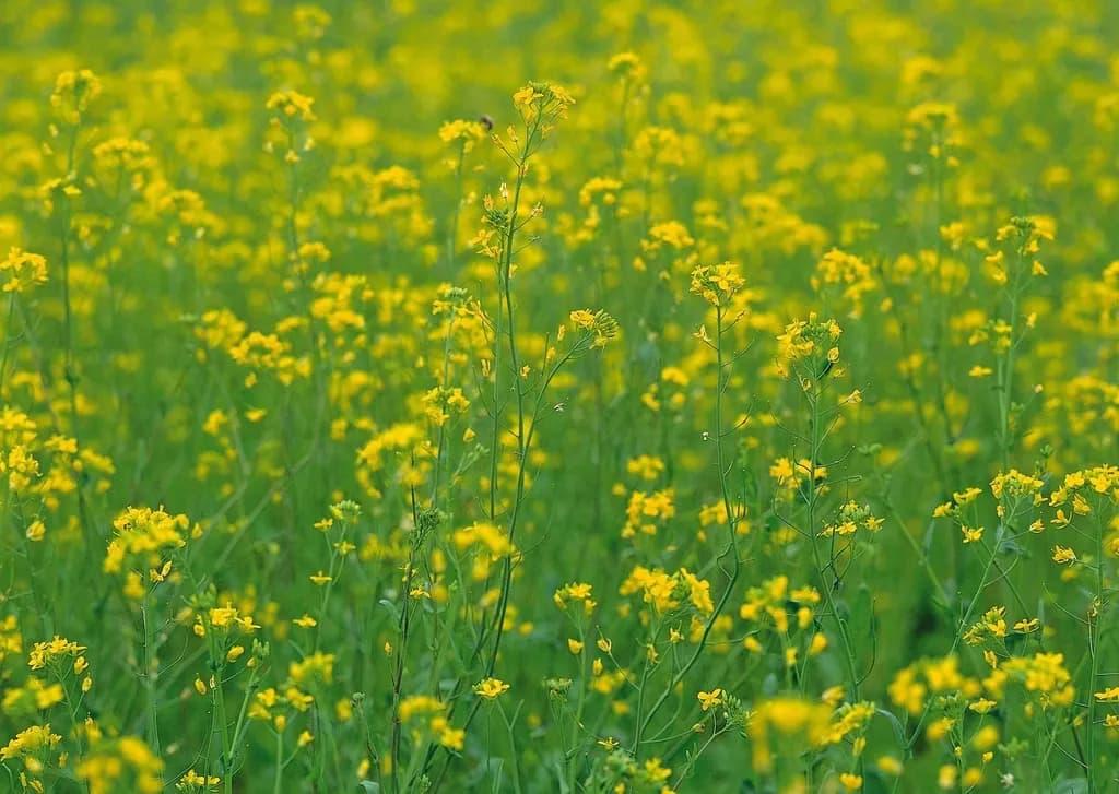 A rapeseed field in full yellow bloom