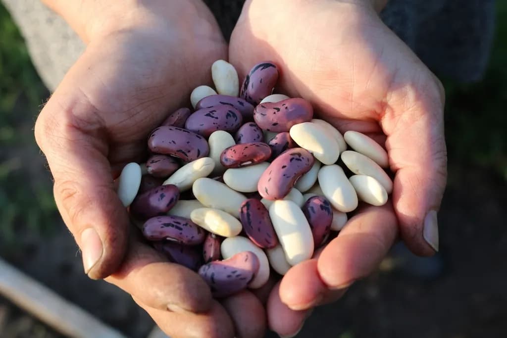 Two hands cupping red and white kidney beans